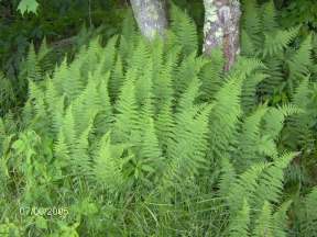 Hay-scented Fern - Dennstaedtia punctilobula 2