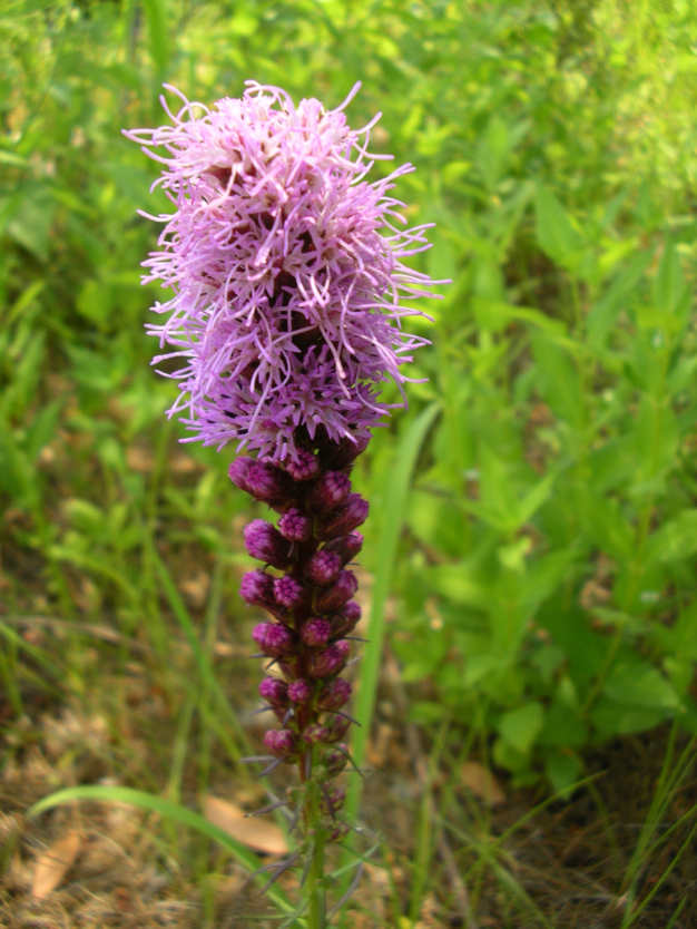 Marsh Blazing Star, Gayfeather, Dense Blazing Star - Liatris spicata