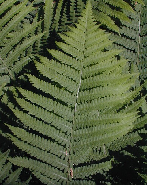 Silvery Spleenwort, Silvery Glade Fern - Deparia acrostichoides (Athyrium thelypterioides)