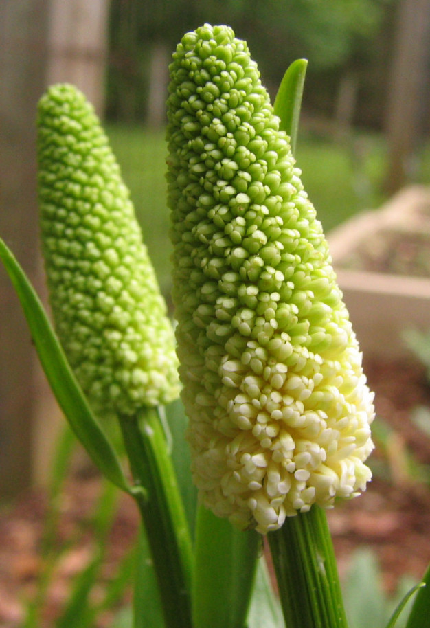 Devil’s-Bit, Fairy Wand - Chamaelirium luteum