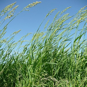 American Beakgrain, Beak Grass - Diarrhena americana