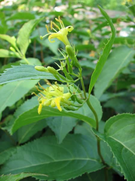 Northern Bush Honeysuckle, Dwarf Bush Honeysuckle - Diervilla lonicera