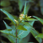 Southern Bush Honeysuckle - Diervilla sessilifolia