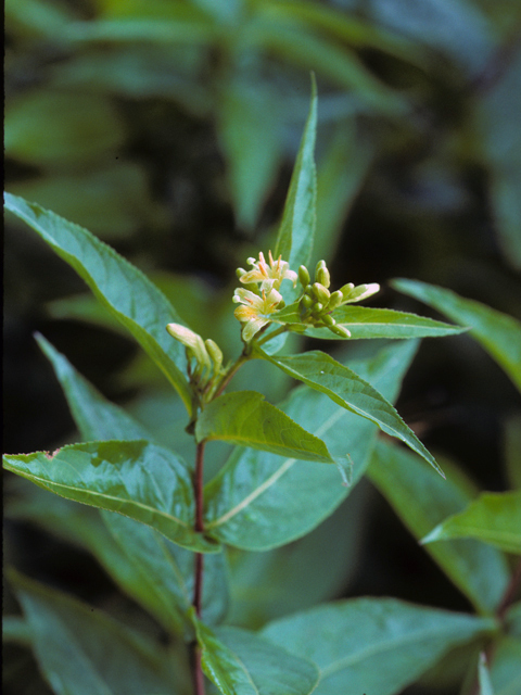 Southern Bush Honeysuckle - Diervilla sessilifolia