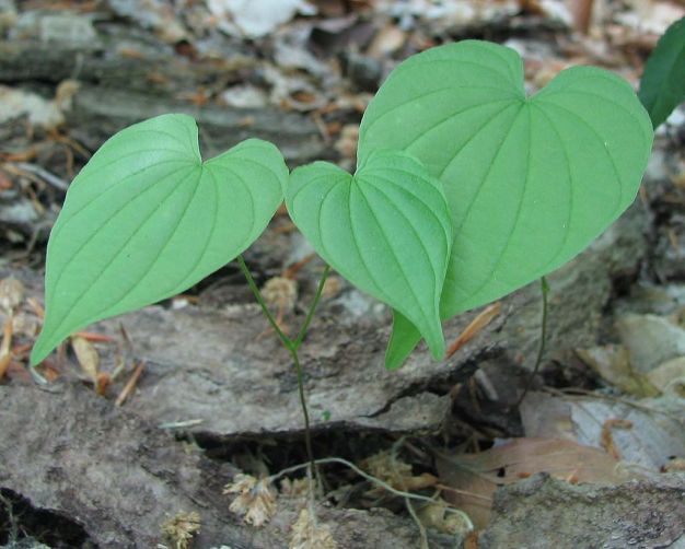 Wild Yam, Colic Root - Dioscorea villosa