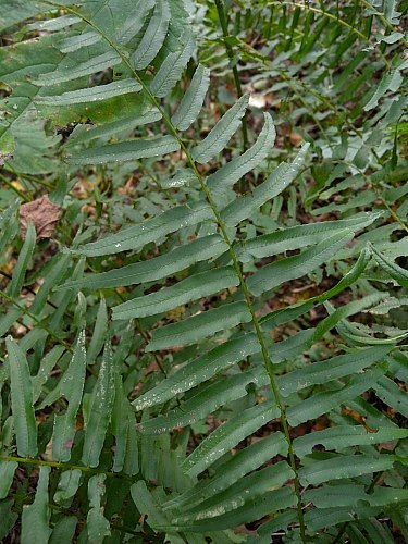 Narrow-leaved Spleenwort, Glade Fern, Silvery Spleenwort - Diplazium pycnocarpon (Athyrium pycnocarpon)