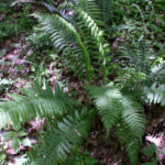 Narrow-leaved Spleenwort, Glade Fern, Silvery Spleenwort - Diplazium pycnocarpon (Athyrium pycnocarpon) 2