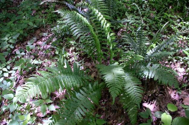 Narrow-leaved Spleenwort, Glade Fern, Silvery Spleenwort - Diplazium pycnocarpon (Athyrium pycnocarpon) 2