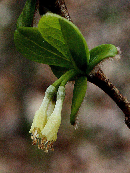 Leatherwood - Dirca palustris