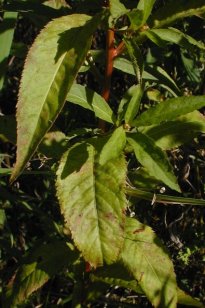 Ditch Stonecrop - Penthorum sedoides 3