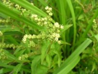 Ditch Stonecrop - Penthorum sedoides 2