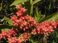 Ditch Stonecrop - Penthorum sedoides