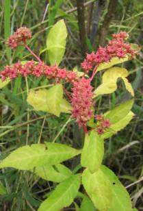 Ditch Stonecrop - Penthorum sedoides 4