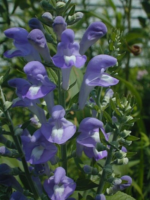 Downy Skullcap, Hoary Skullcap - Scutellaria incana 1