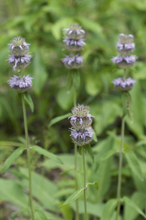 Ohio Horsemint, Downy Wood Mint, Downy Pagoda-plant - Blephilia ciliata