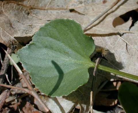 Downy Yellow Violet - Viola pubescens 1