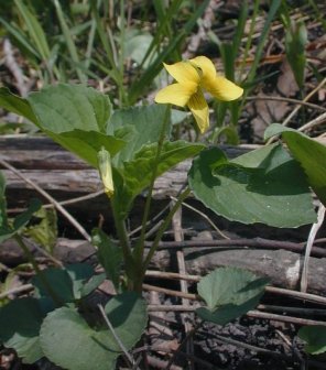 Downy Yellow Violet - Viola pubescens