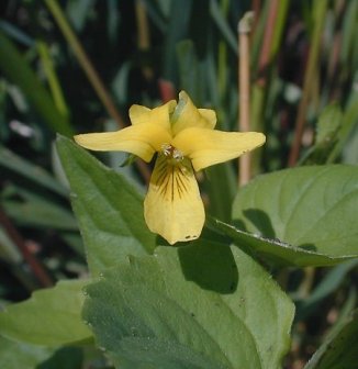 Downy Yellow Violet - Viola pubescens 2
