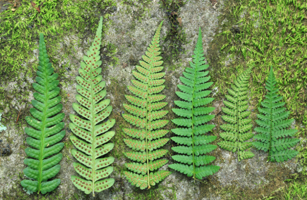 Log Fern - Dryopteris celsa (D. goldiana subsp. celsa)