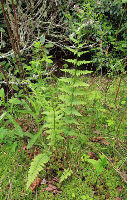 Crested Woodfern, Crested Shield-Fern, Buckler Fern, Narrow Swamp Fern - Dryopteris cristata