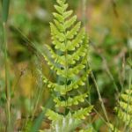 Crested Woodfern, Crested Shield-Fern, Buckler Fern, Narrow Swamp Fern - Dryopteris cristata 2