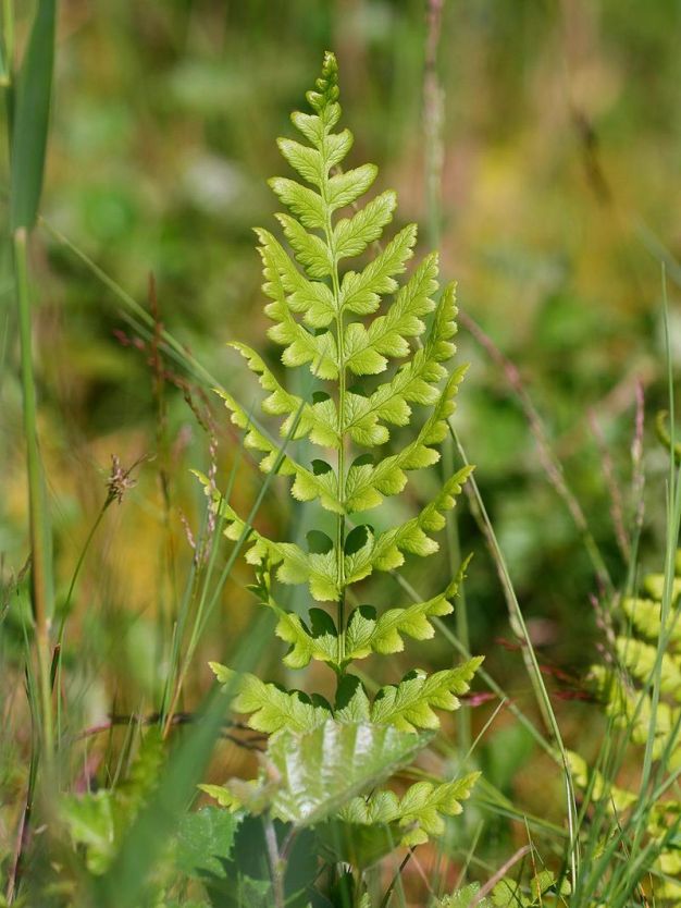 Crested Woodfern, Crested Shield-Fern, Buckler Fern, Narrow Swamp Fern - Dryopteris cristata 2