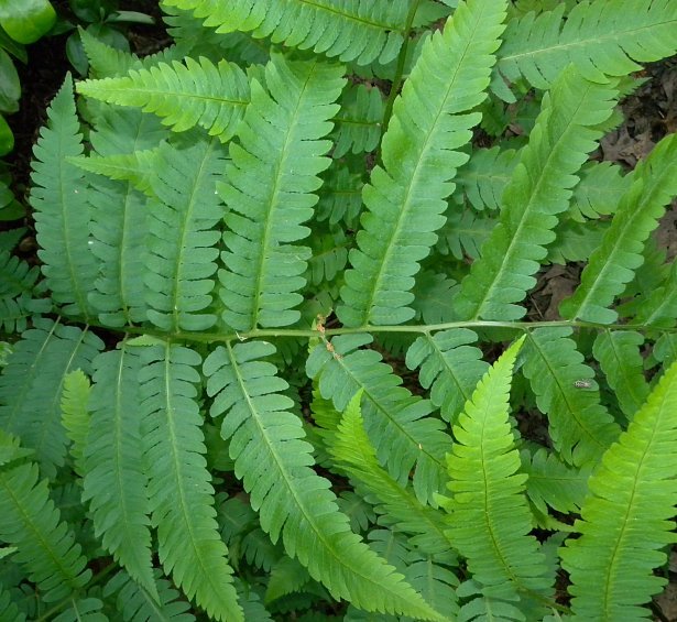 Goldie’s Woodfern, Giant Woodfern, Goldie’s Shield Fern - Dryopteris goldiana