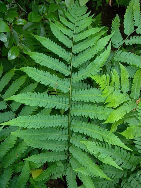 Goldie’s Woodfern, Giant Woodfern, Goldie’s Shield Fern - Dryopteris goldiana