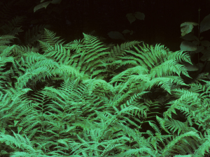 Marginal Woodfern, Marginal Shield-fern - Dryopteris marginalis 2