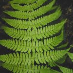 Marginal Woodfern, Marginal Shield-fern - Dryopteris marginalis 4