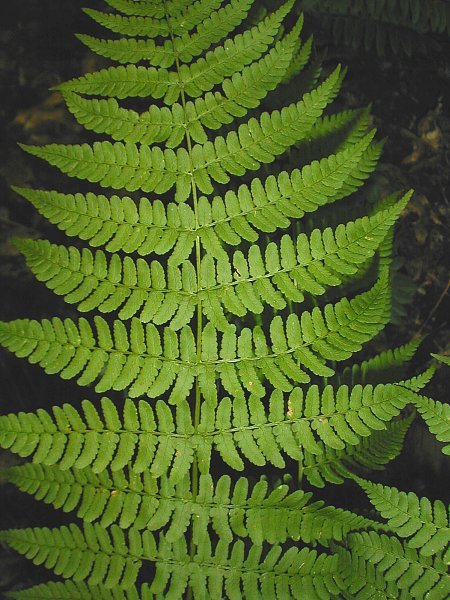 Marginal Woodfern, Marginal Shield-fern - Dryopteris marginalis 4