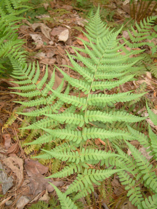 Marginal Woodfern, Marginal Shield-fern - Dryopteris marginalis 3