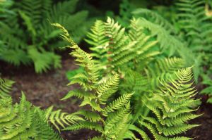 Marginal Woodfern, Marginal Shield-fern - Dryopteris marginalis