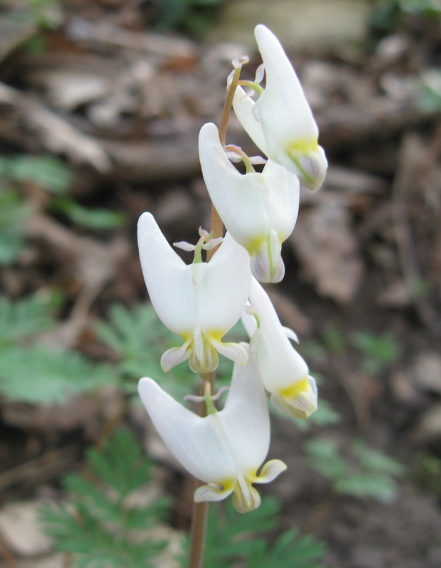 Dutchman’s Breeches - Dicentra cucullaria