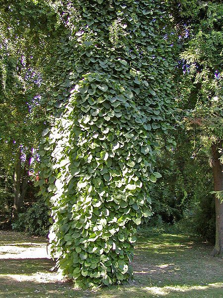 Dutchman’s Pipe - Aristolochia macrophylla (Aristolochia durior) 3