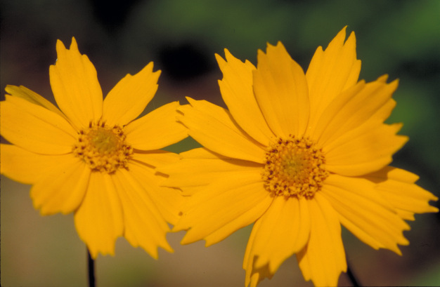 Eared Tickseed, Lobed Tickseed - Coreopsis auriculata