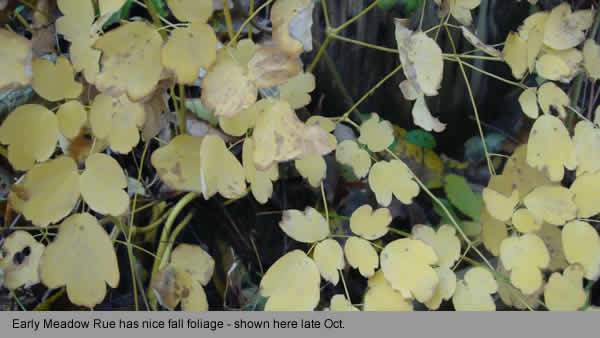 Early Meadow Rue - Thalictrum dioicum 1