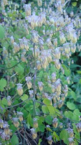 Early Meadow Rue - Thalictrum dioicum 2