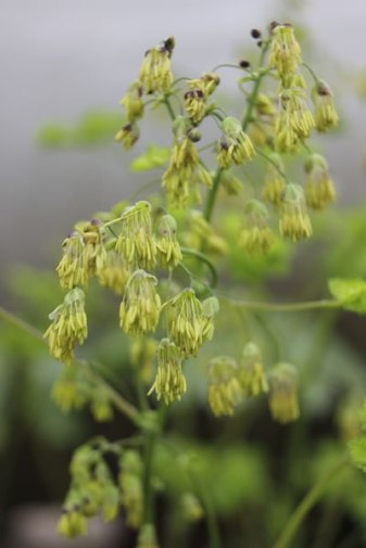 Early Meadow Rue - Thalictrum dioicum 3