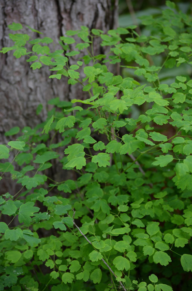 Early Meadow Rue - Thalictrum dioicum 4