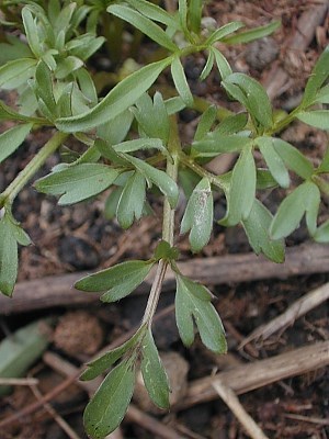 Early Buttercup - Ranunculus fascicularis 4