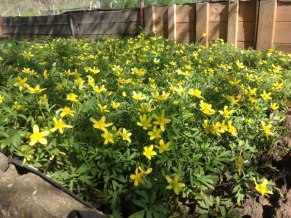 Early Buttercup - Ranunculus fascicularis