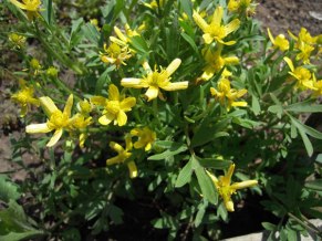 Early Buttercup - Ranunculus fascicularis 5