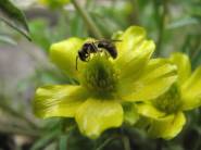 Early Buttercup - Ranunculus fascicularis 6