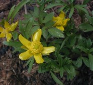 Early Buttercup - Ranunculus fascicularis 2