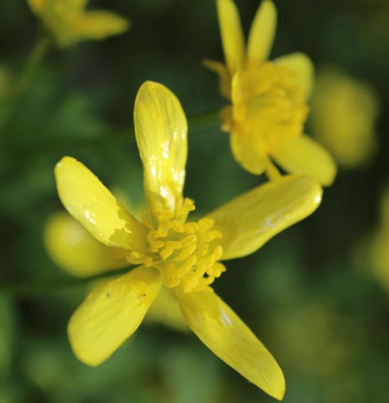 Early Buttercup - Ranunculus fascicularis 3