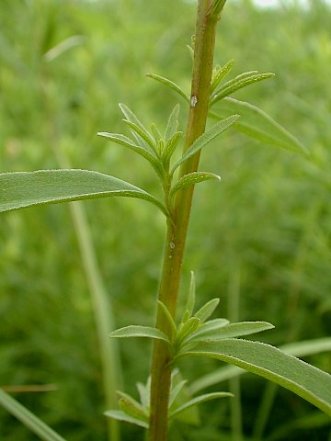 Early Goldenrod, Plume Goldenrod - Solidago juncea 2