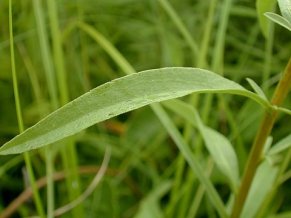 Early Goldenrod, Plume Goldenrod - Solidago juncea 3