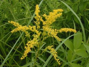 Early Goldenrod, Plume Goldenrod - Solidago juncea 1