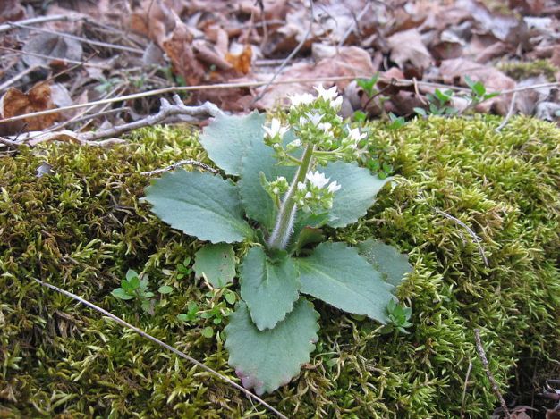 Early Saxifrage - Saxifraga virginiensis